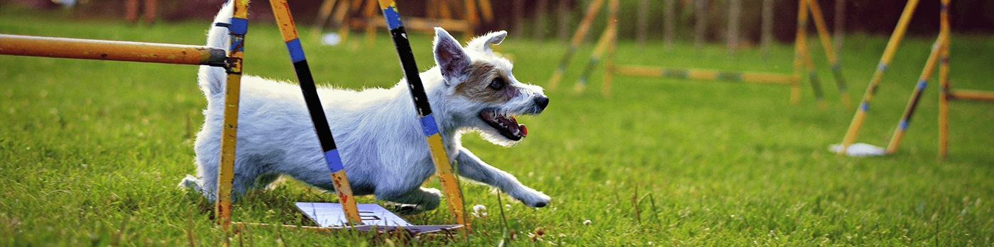 kutya agility és kiképzés kutyasíp termékek